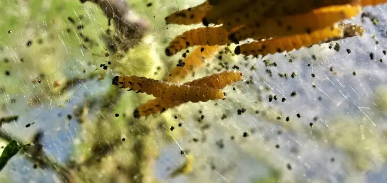 Orange caterpillars on a plant with silken webbing, indicating a potential pest infestation