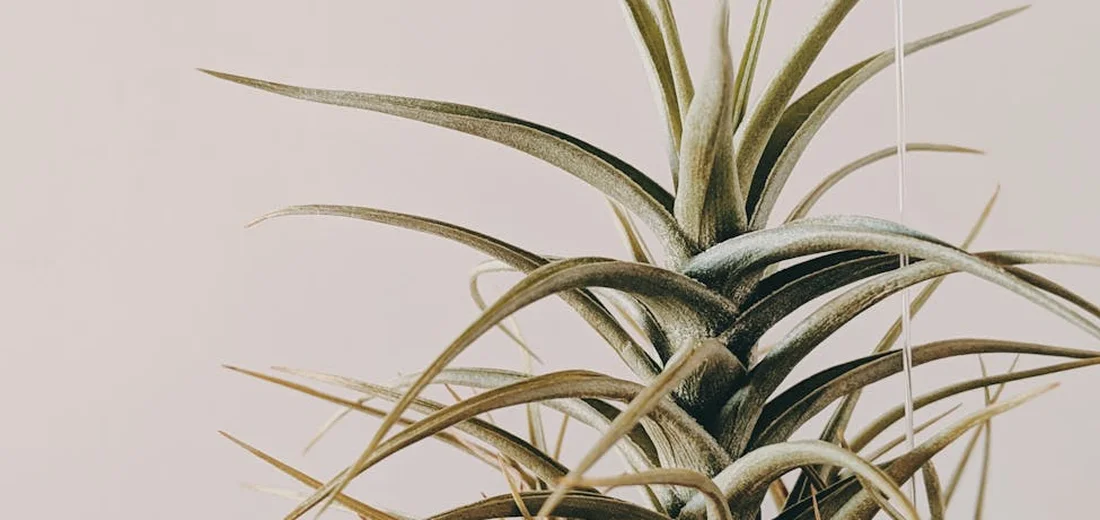 Close-up of a long-leaved indoor plant with pointed leaves against a pale background