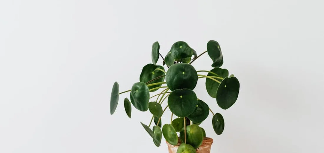 Pilea peperomioides (Chinese money plant) with round green leaves in a terracotta pot, set against a white background.