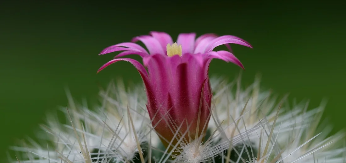 Close-up of a pink flower atop a small cactus with spines, set against a soft green background.