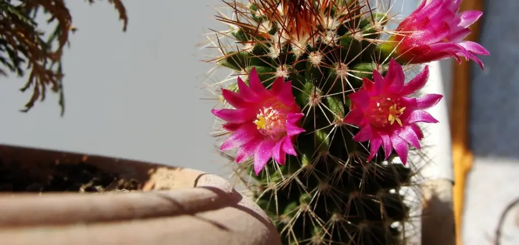 Colorful Succulent Varieties: Pink, Blue, and Purple Plants for Your Home