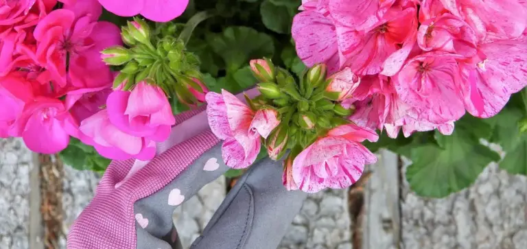 Close-up of pink flowers being held by a gardener wearing pink gloves with white hearts, in front of a wooden fence.