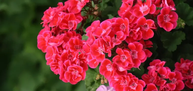 Cluster of bright pink geranium flowers with green leaves