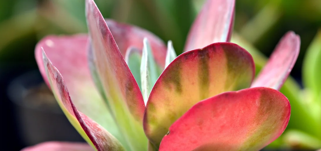 Close-up of pink and green succulent leaves with a blurred background