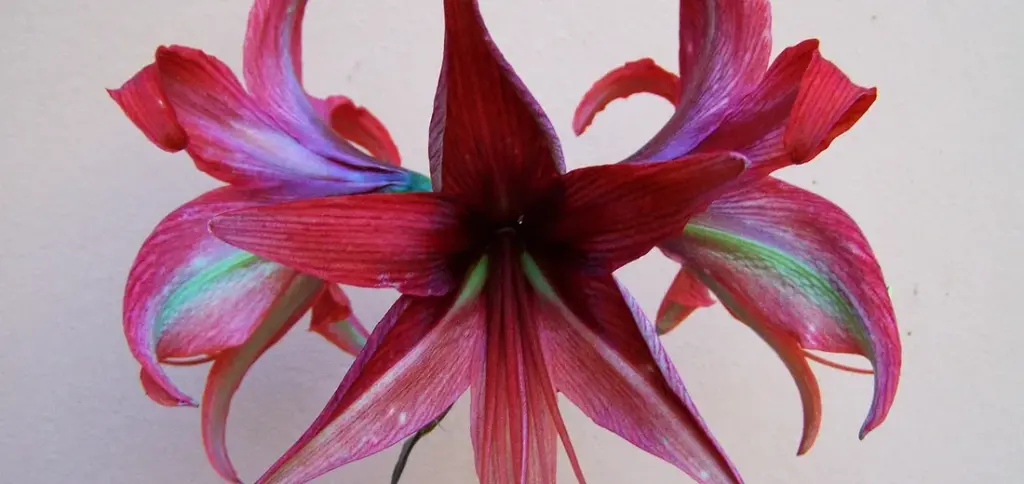 How to Grow Jasmine, Lavender, and Pineapple Plants Indoors