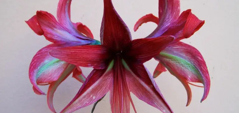 Close-up of a vibrant pink, star-shaped lily-like flower with magenta and purple tones against a light background.