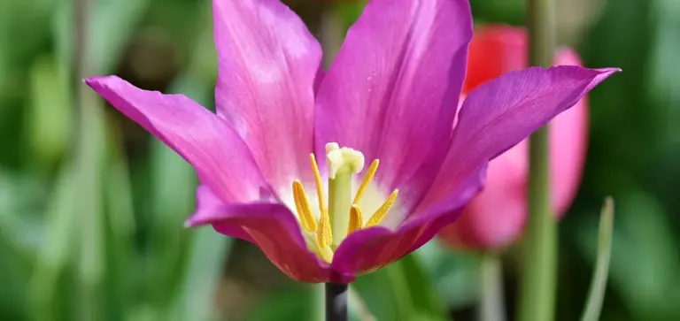 Close-up of a pink tulip blossom with a yellow center.