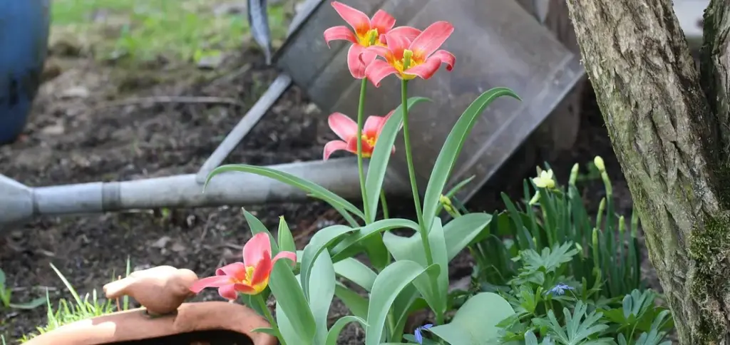 How Often to Water Indoor Plants: A Simple Guide