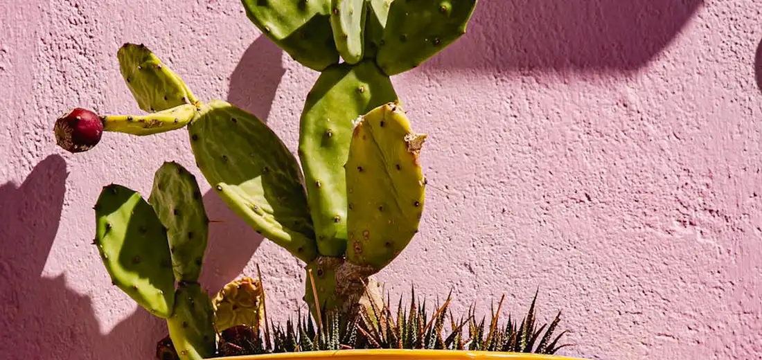 Opuntia cactus (prickly pear) with flat green pads in a pot against a pink textured wall.