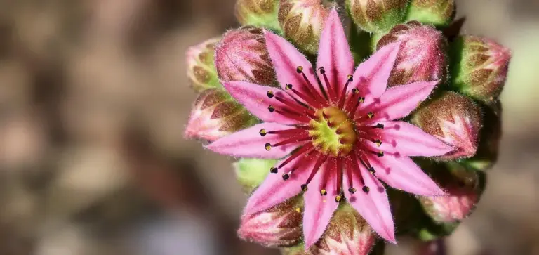 Close-up of a pink succulent flower with a yellow center