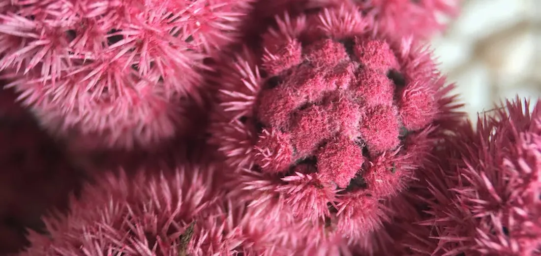 Close-up of pink-purple succulent clusters with spiky textures.