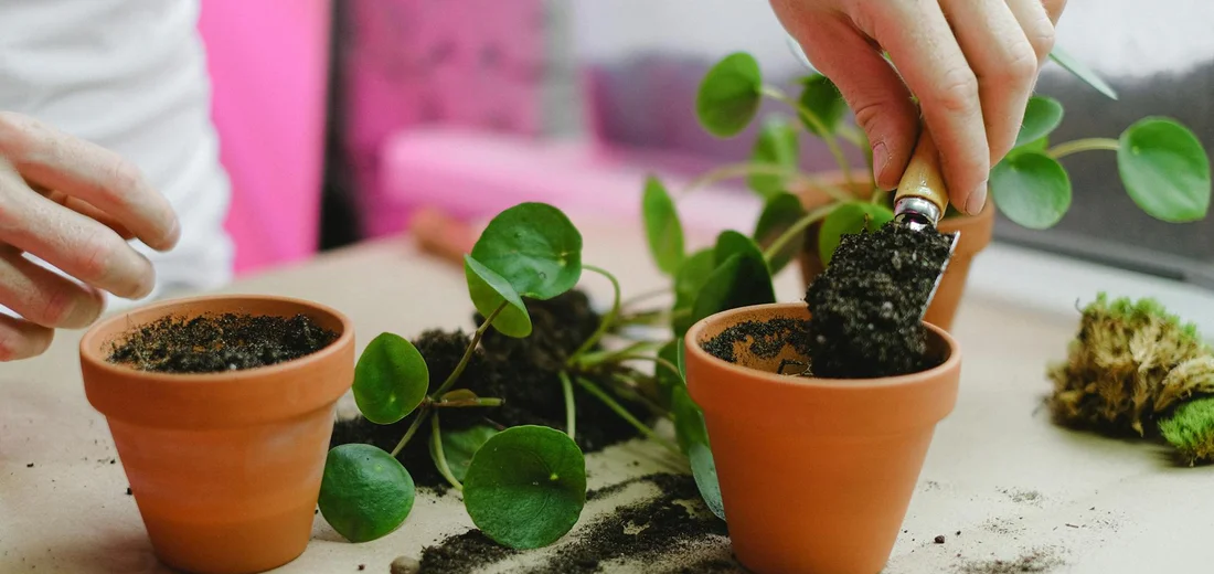 Hands repotting a plant into small terracotta pots; soil and a small trowel are visible as soil is added.