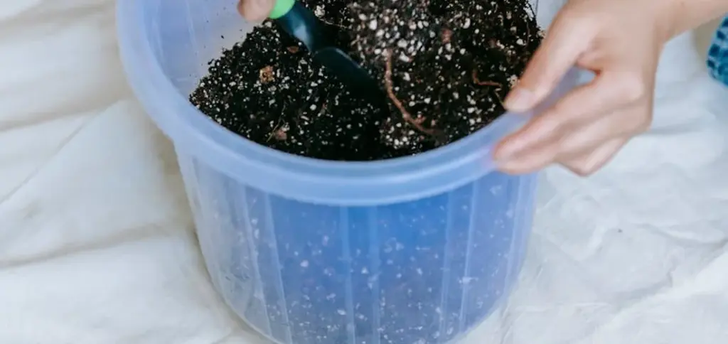 What Tools Do You Need for Successful Plant Repotting?