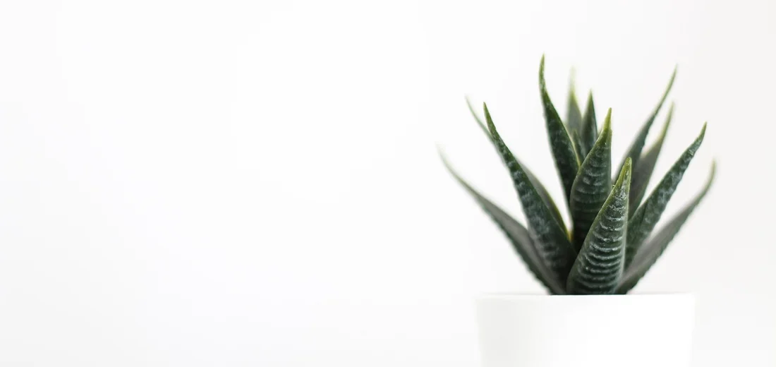 Tiny succulent in a white pot against a white background
