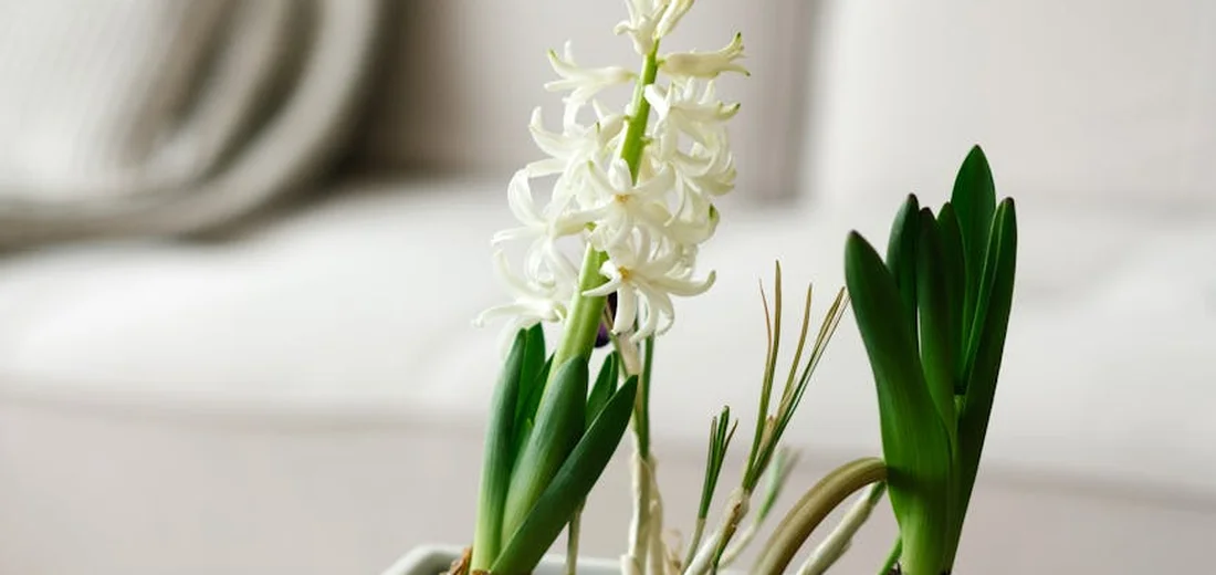 Close-up of a potted plant with a tall white flower spike and glossy green leaves.