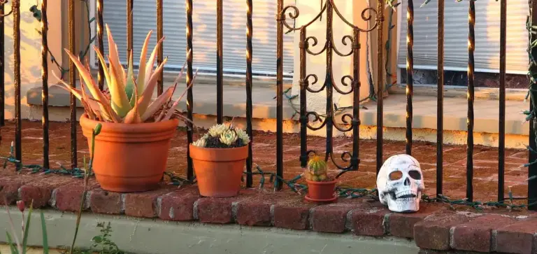 Sunlit brick planter with several potted succulents arranged along a railing, and a small white skull ornament on the right.