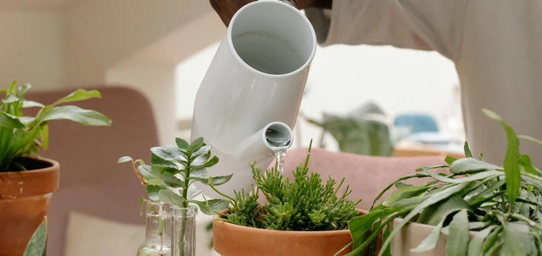 Hands pouring water from a white watering can onto a small potted plant; several other potted plants on a table indoors.