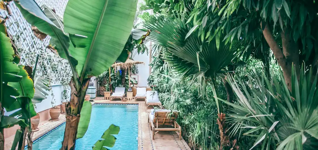 Lush tropical plants crowd a courtyard with a narrow stone path and a pool in the background, illustrating limited air movement around dense foliage.