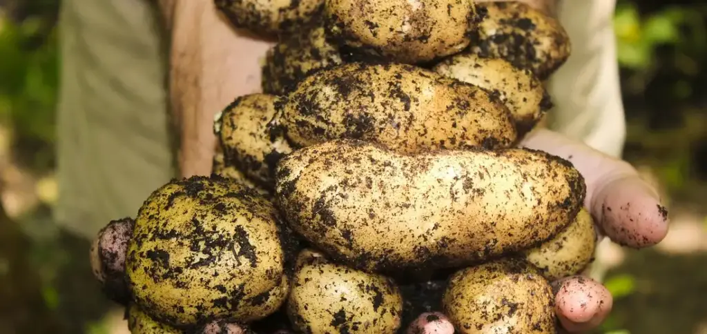Soil Testing Made Simple: How to Test and Understand Your Soil for Healthier Plants