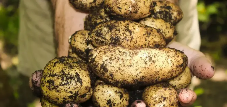 Handful of dirty potatoes covered in soil, illustrating soil health and crop health.