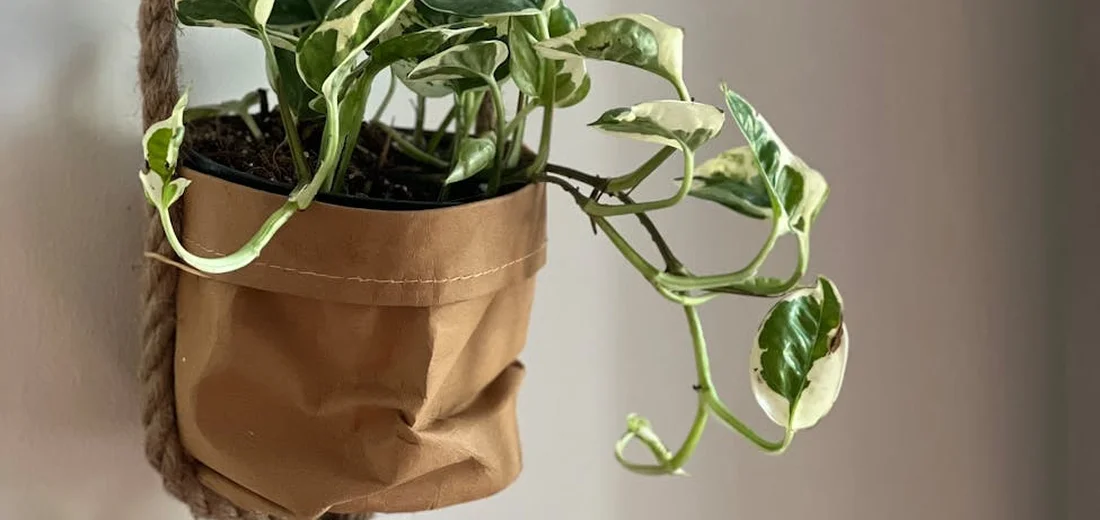 Pothos cuttings with variegated green and white leaves in a brown paper pot hanging from a rope.