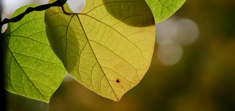 Close-up of pothos leaves with green and yellow hues and a blurred background