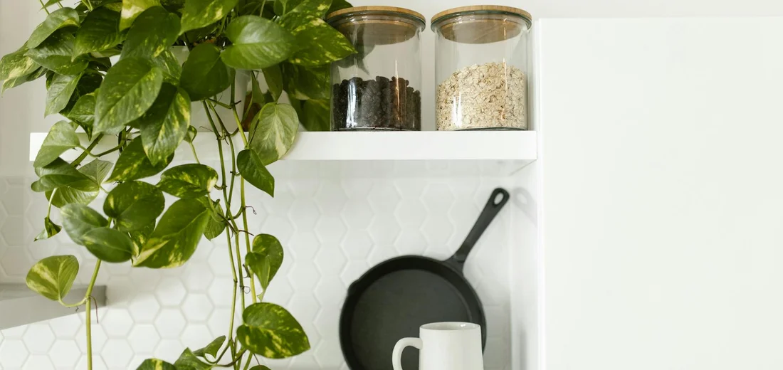 Pothos plant with cascading vines on a white shelf in a bright kitchen, with glass jars of soil visible in the background.