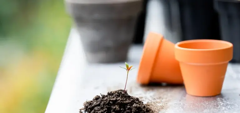 A small seedling sprouting from soil on a table with two empty terracotta pots nearby.
