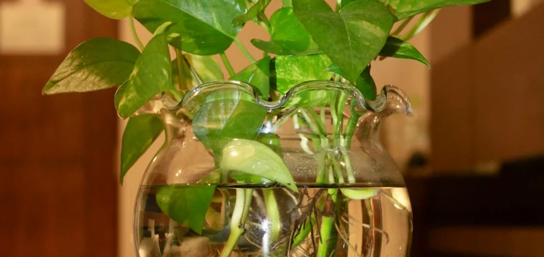 Pothos plant with glossy green leaves growing in a glass container filled with water
