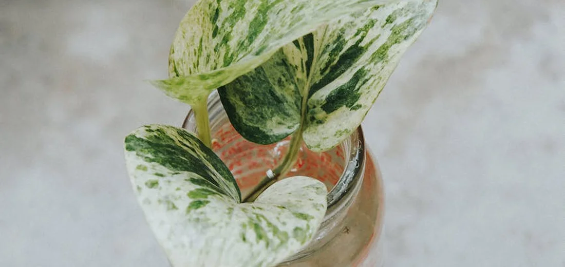 Variegated pothos plant with green and cream leaves in a ceramic pot.
