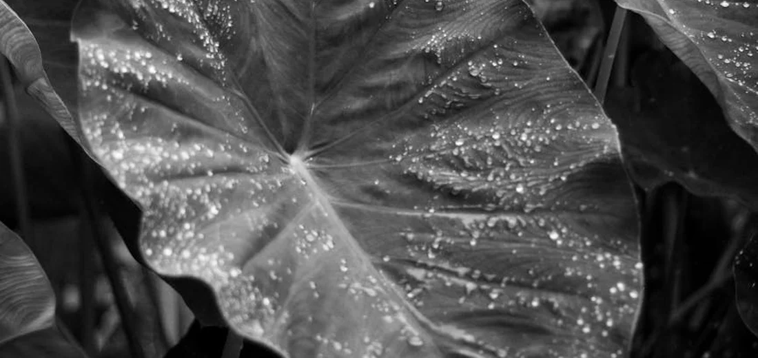 Close-up of a large pothos leaf with water droplets, shown in black and white.