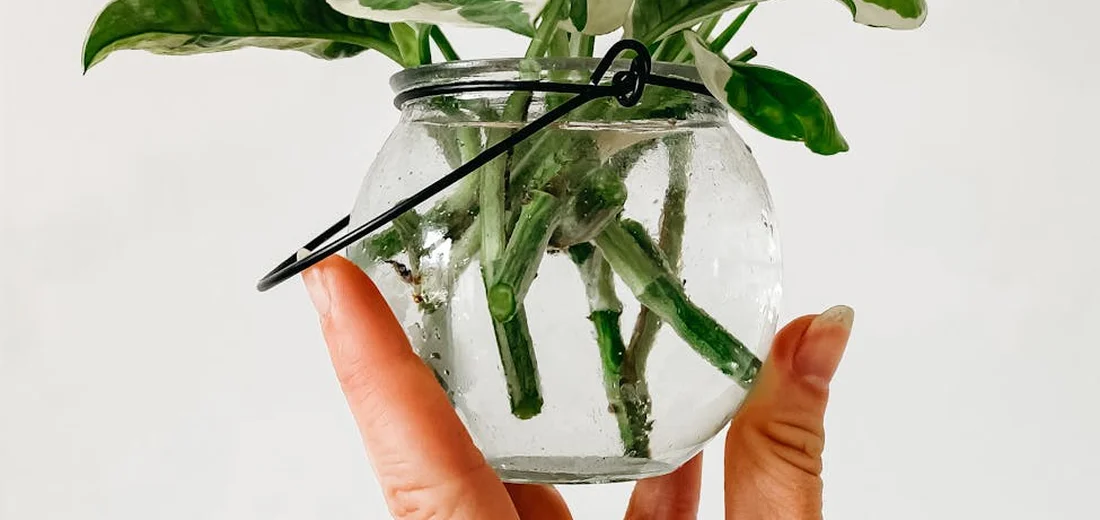 Pothos stem cuttings placed in a glass jar filled with water, being held by fingers, ready for propagation.