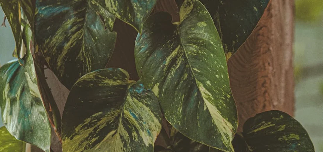 Close-up of variegated pothos leaves with green and yellow markings