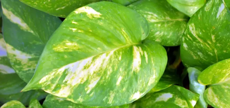 Close-up of variegated pothos leaves with green and creamy-yellow marbling.