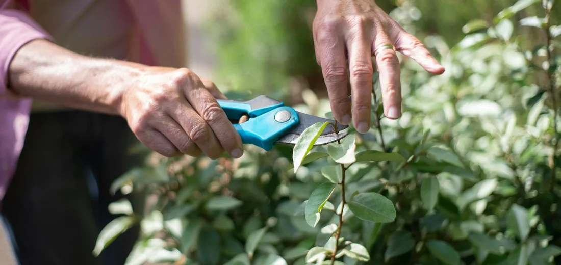 Hands use blue pruning shears to trim a pothos plant in a sunlit garden.