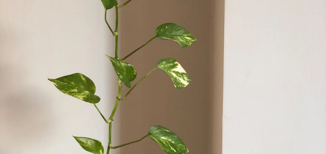 Pothos plant with variegated green and yellow leaves on a long climbing stem in a bright indoor setting.