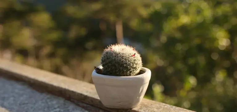 Small round cactus in a white pot on a stone ledge with a blurred green garden background