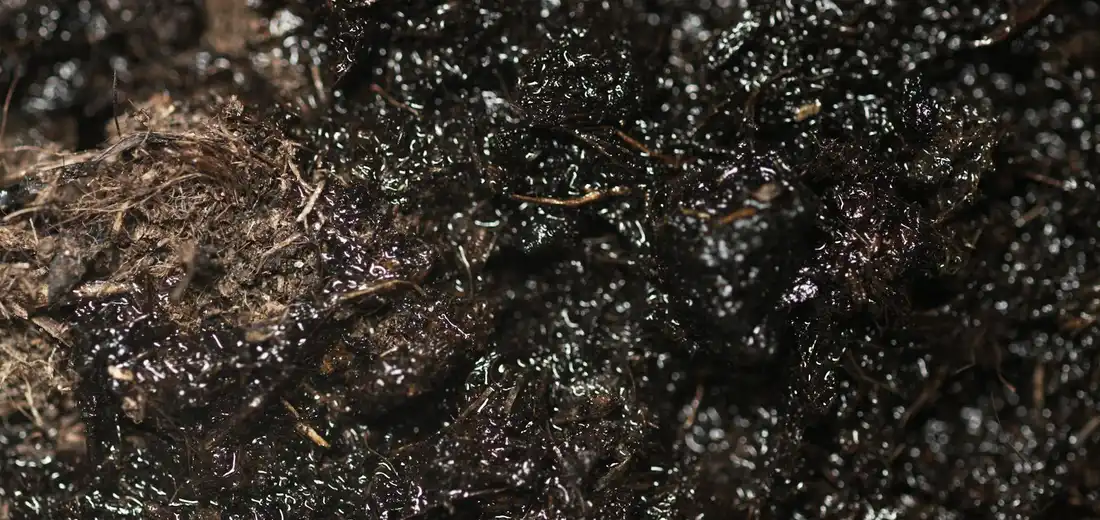 Close-up of dark, moist potting soil ready for fertilizer application