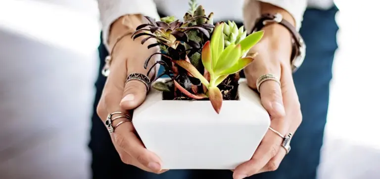 Two hands wearing rings hold a small white square pot with newly propagated succulents.