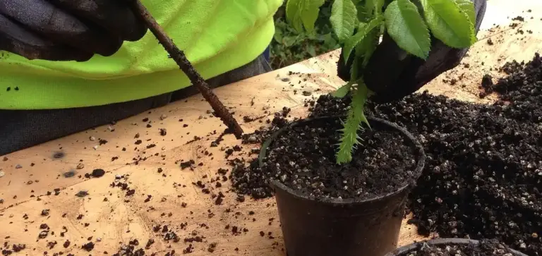 Close-up of hands inserting a plant cutting into a small pot on a wooden surface, surrounded by soil.