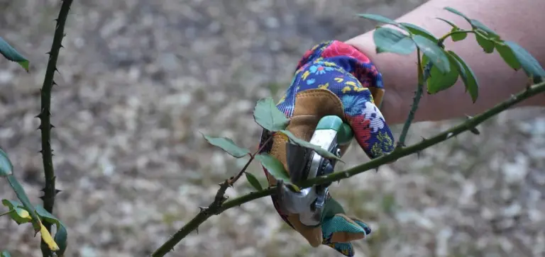 Close-up of a hand in a colorful glove using pruning shears to trim a branch on a flowering houseplant.