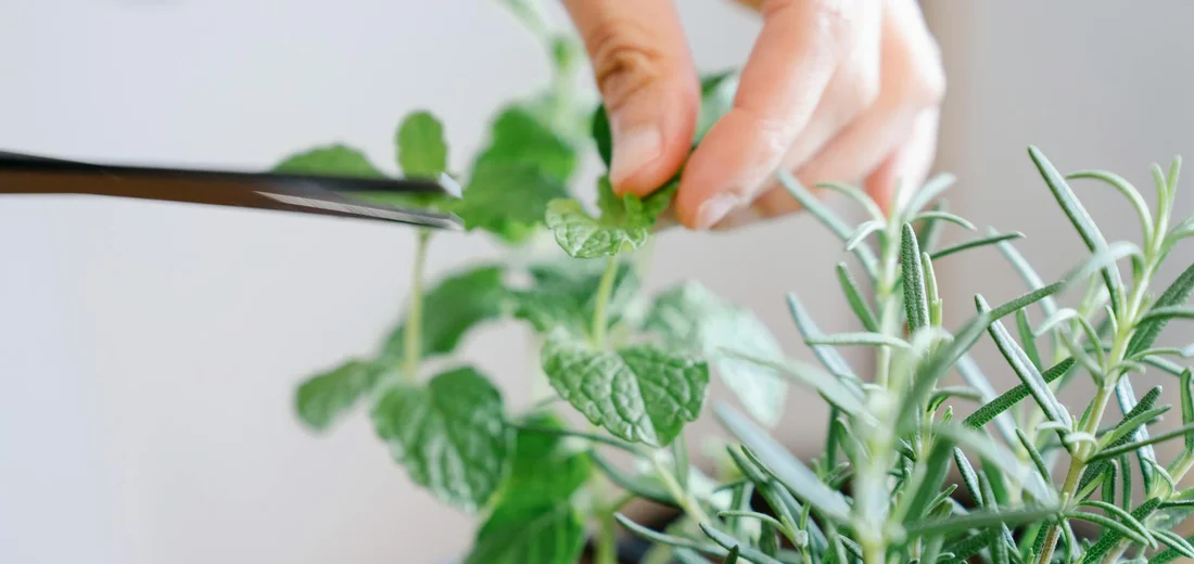 Close-up of hands using scissors to prune a herb plant, with mint leaves in the background and a rosemary plant in the foreground.