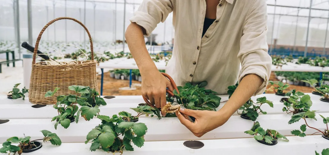 Gardener pruning flowering houseplants on a bench in a greenhouse.