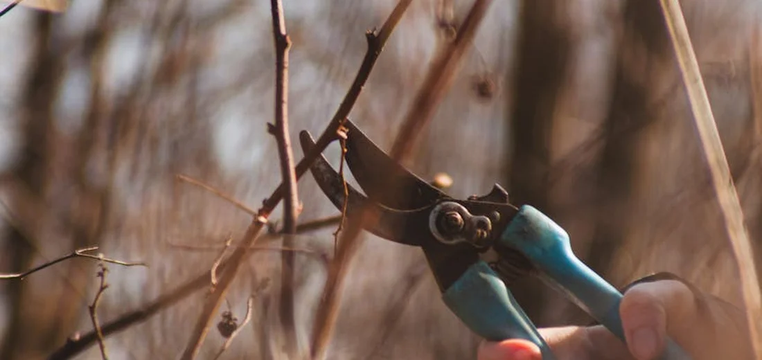 Close-up of pruning shears about to trim a twig in a garden setting