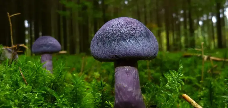 Close-up of purple mushrooms growing among green undergrowth in a forest