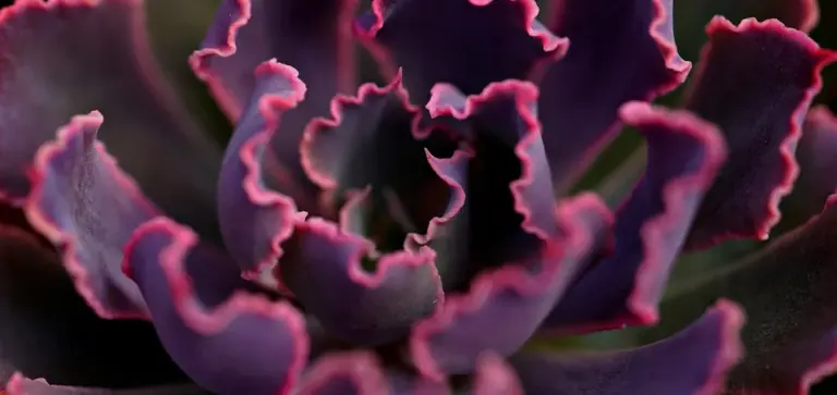 Close-up of purple-edged succulent leaves with ruffled margins.