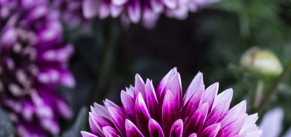Close-up of a vibrant purple flower with layered petals