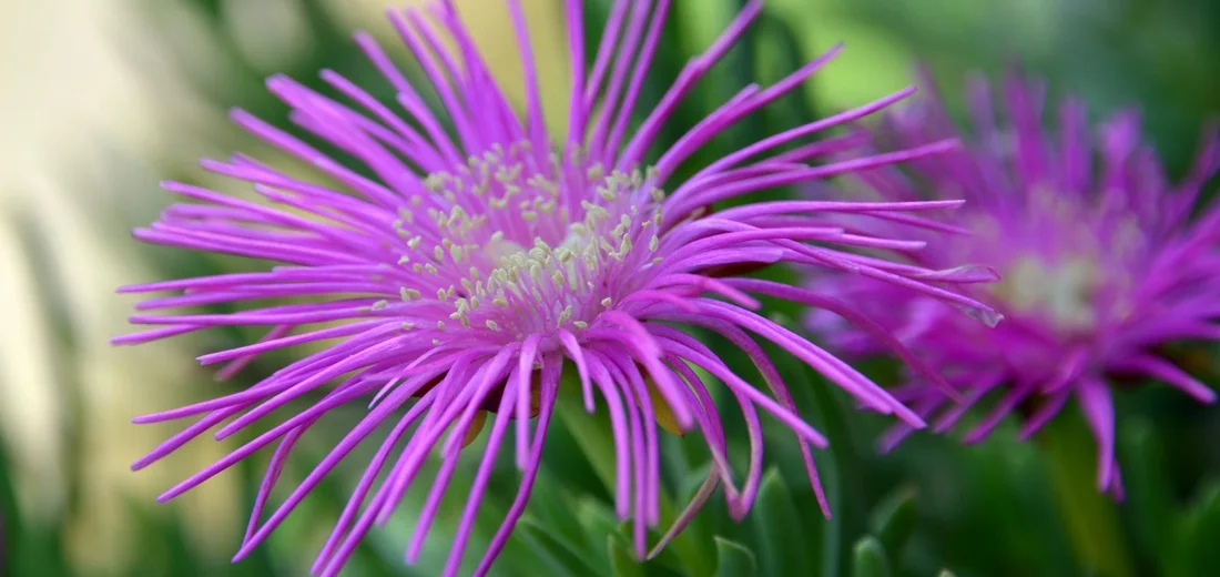 Close-up of a vibrant purple flower with long, slender petals extending from a pale central disk