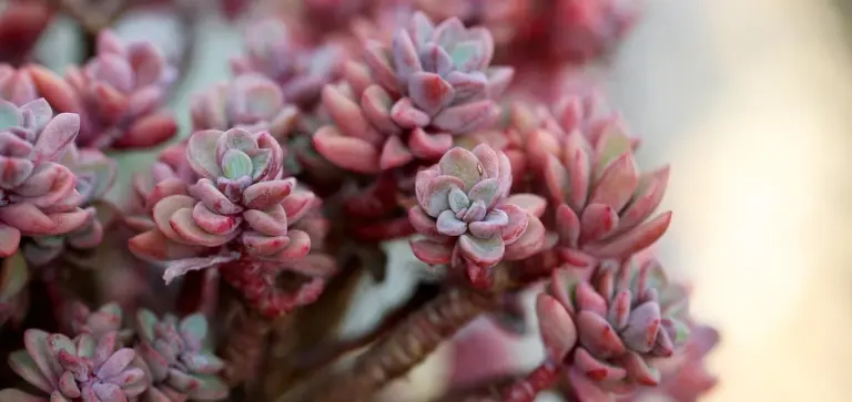 Close-up of pink-purple succulent rosettes with fleshy leaves