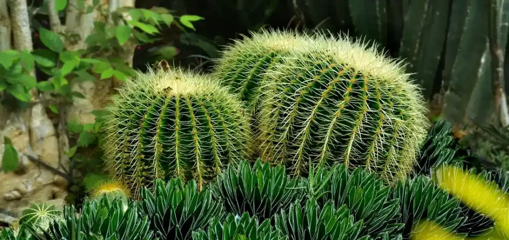 Creating a Stunning Display with Rare and Colorful Succulents